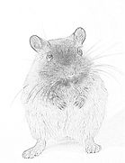Town Mouse and Country Mouse