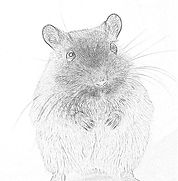 Town Mouse and Country Mouse