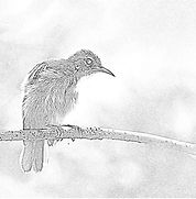 The Sunbird and the Sea