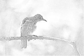 The Sunbird and the Sea