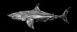 SHARK OF THUNDERBALL