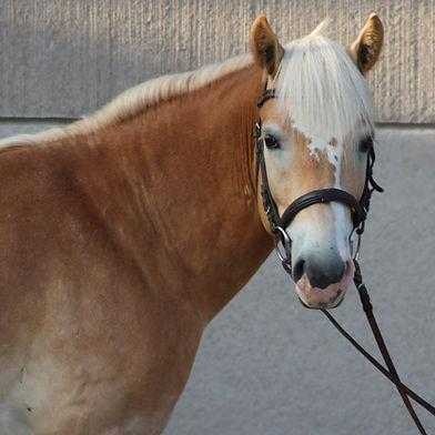 Hjorthlunds Maximus "Max"