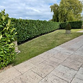 Tree reduction Wigan
