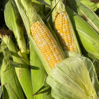 Crop Report: Summer and Early Fall Favorites! 