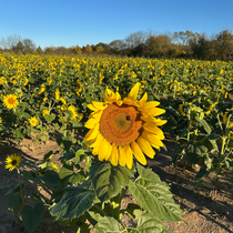 Crop Report: Autumn Harvest!