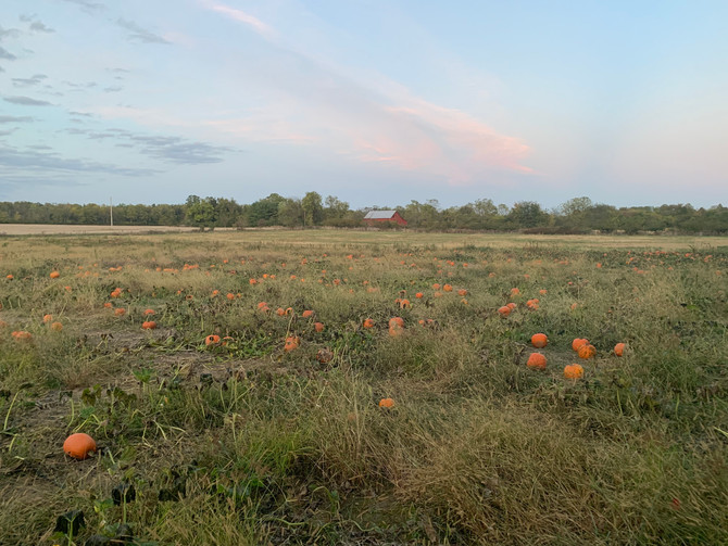 Crop Report: Autumn Leaves, Fresh Picked Apples, and Pumpkins