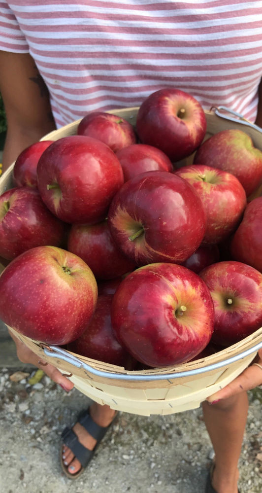 Pick Your Own Apples Jonathan