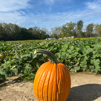 Crop Report: Pumpkin Season!