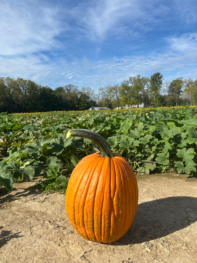 Crop Report: Pumpkin Season!