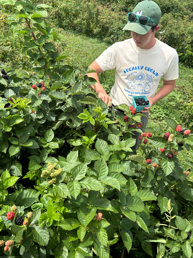 Crop Report: Berry Picking!