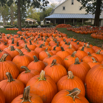 Crop Report: Apples, Pumpkins, & Cider!