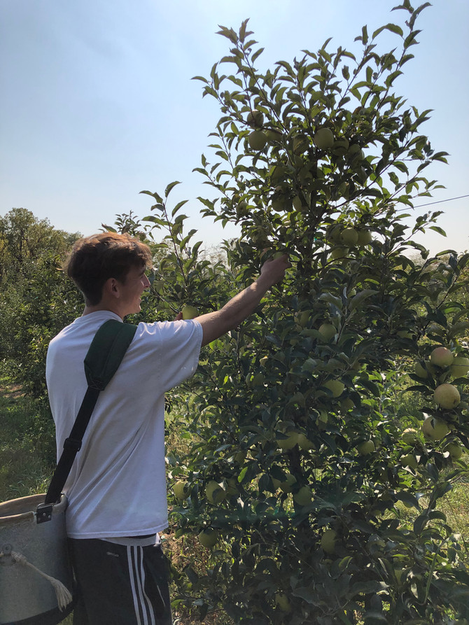 Crop Report: Goldrush Harvest