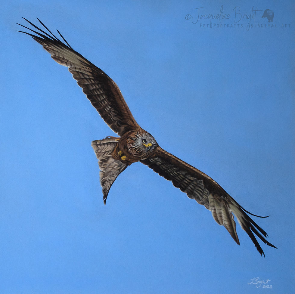 Red kite