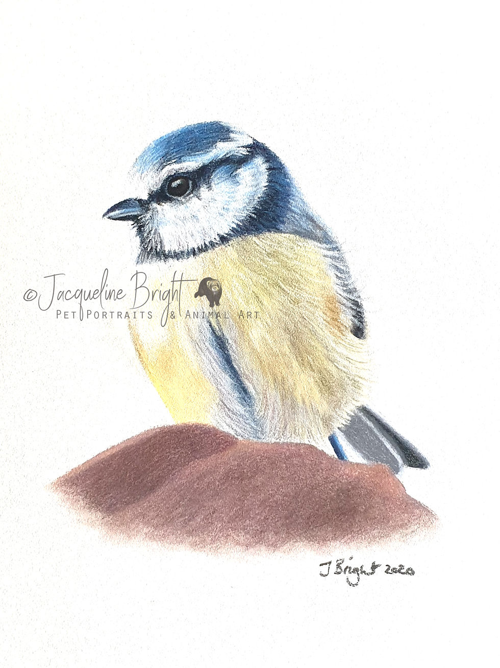 blue tit