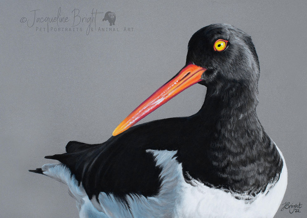 Oystercatcher