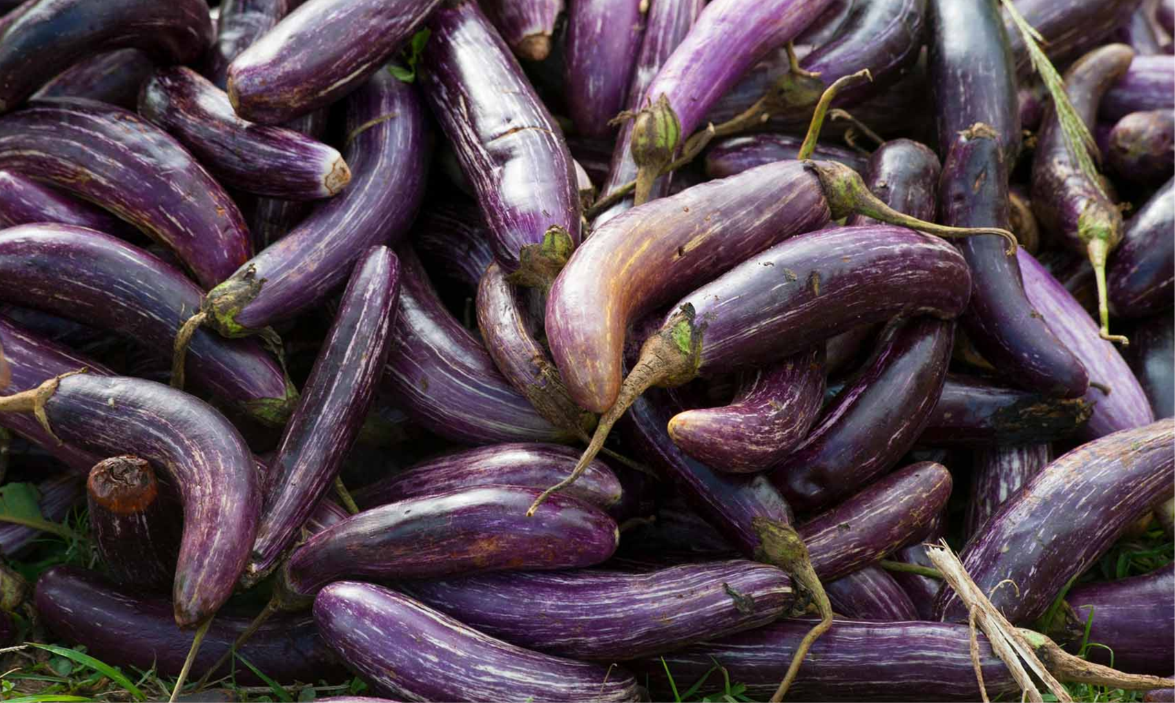 Eggplant