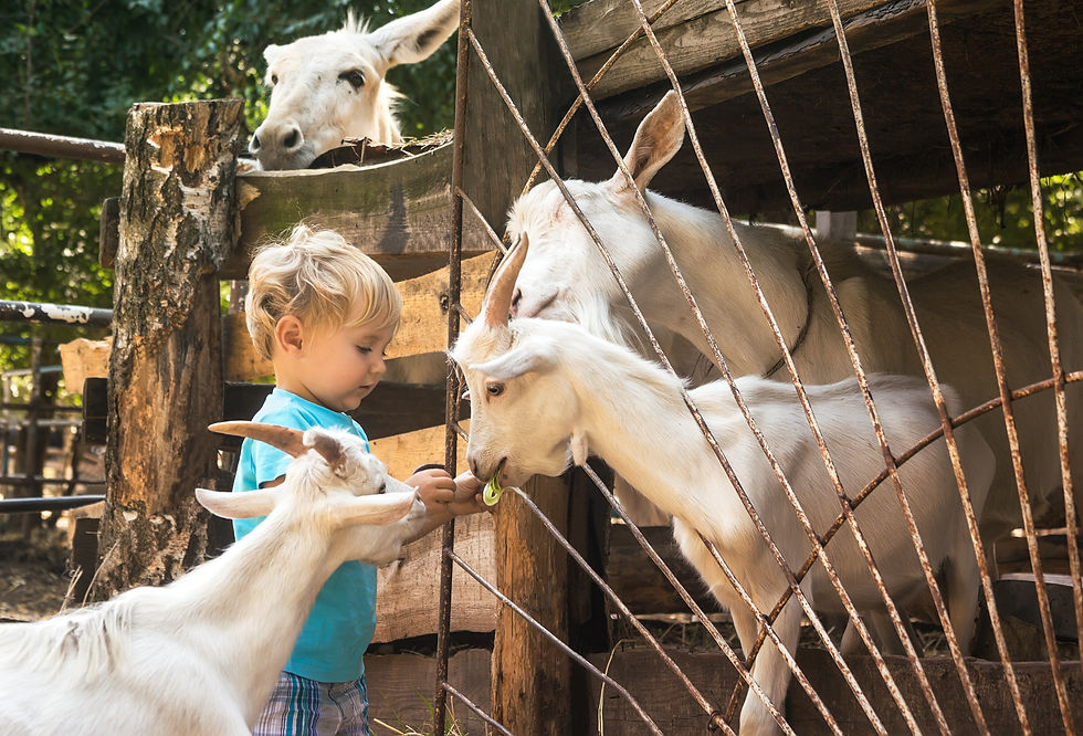 Feeding goats