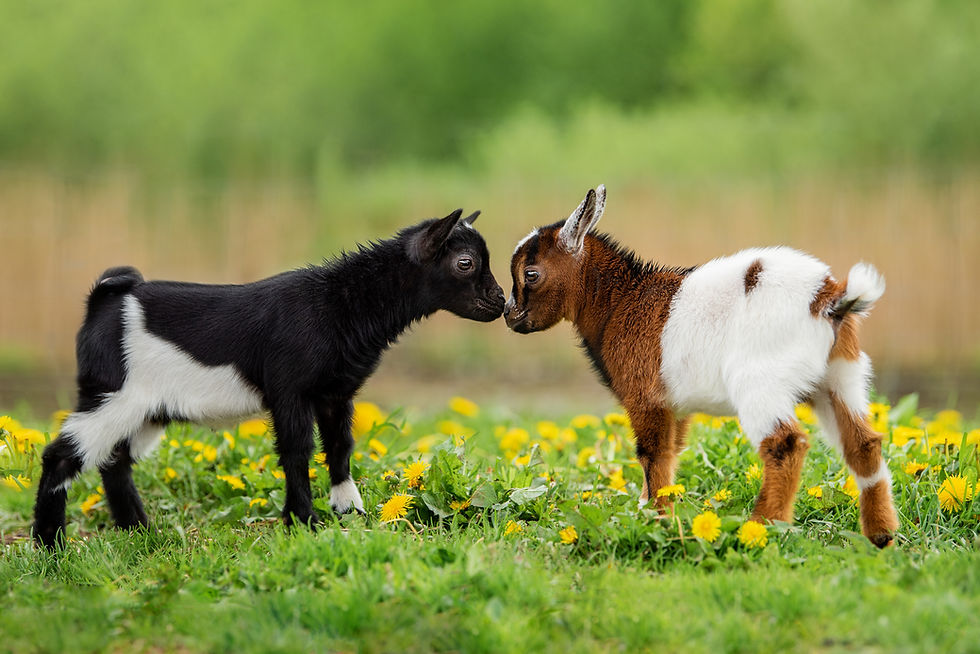bkgoats10