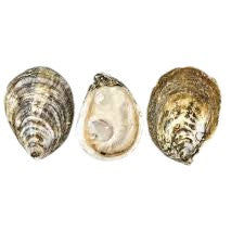 Connecticut Bluepoint Oysters 3 1/2-4 Wild