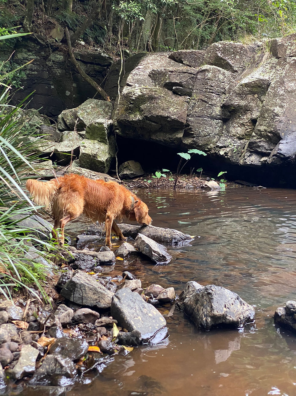 golden-retriever-adventure-dog-training-sunshine-coast.jpg.JPEG