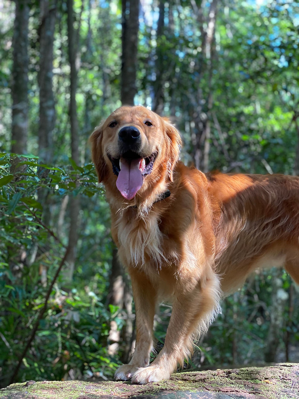 A dog stands happily on a forest log on his Outdoor Adventure 