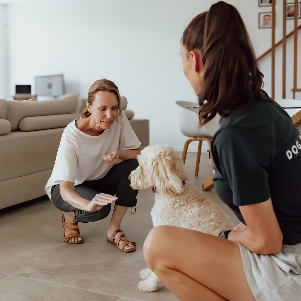 Dog Training Sunshine Coast_edited.jpg