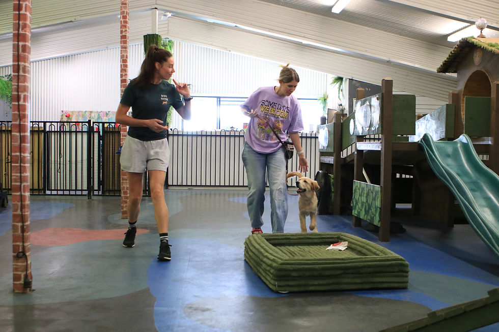 Dog Training Classes Sunshine Coast.JPG
