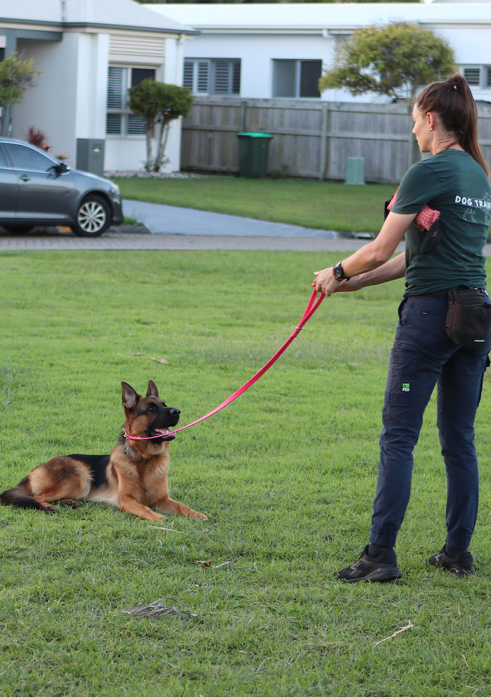 Dog Training Sunshine Coast Dog Days Training and Adventure Progress Sessions_edited.jpg