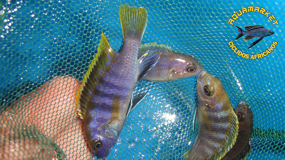 Miniatura: Labidochromis Mbamba Red Top