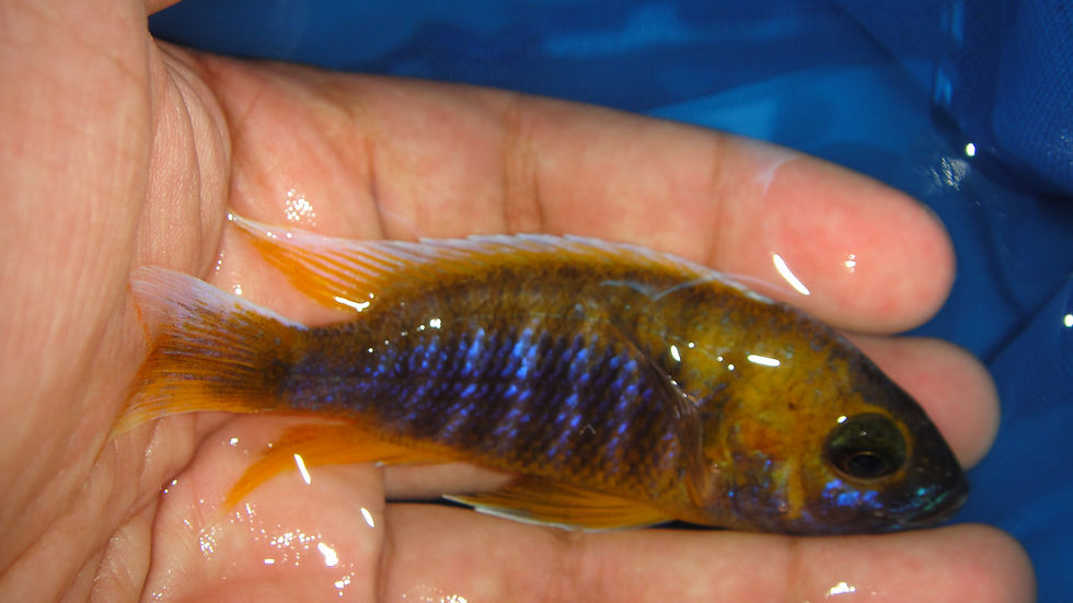 Miniatura: Aulonocara Jacobfreibergi Eureka