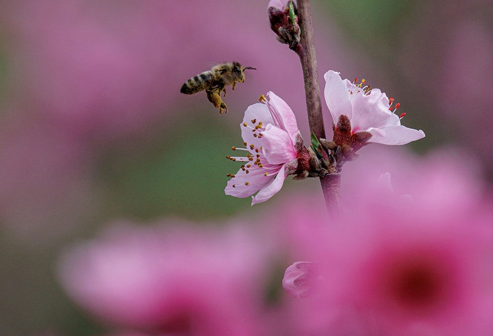 Διάκριση: Καπακτσή Δήμητρα