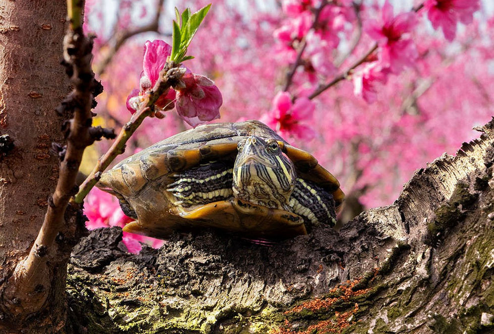 Διάκριση: Ειρήνη Οικονομοπούλου