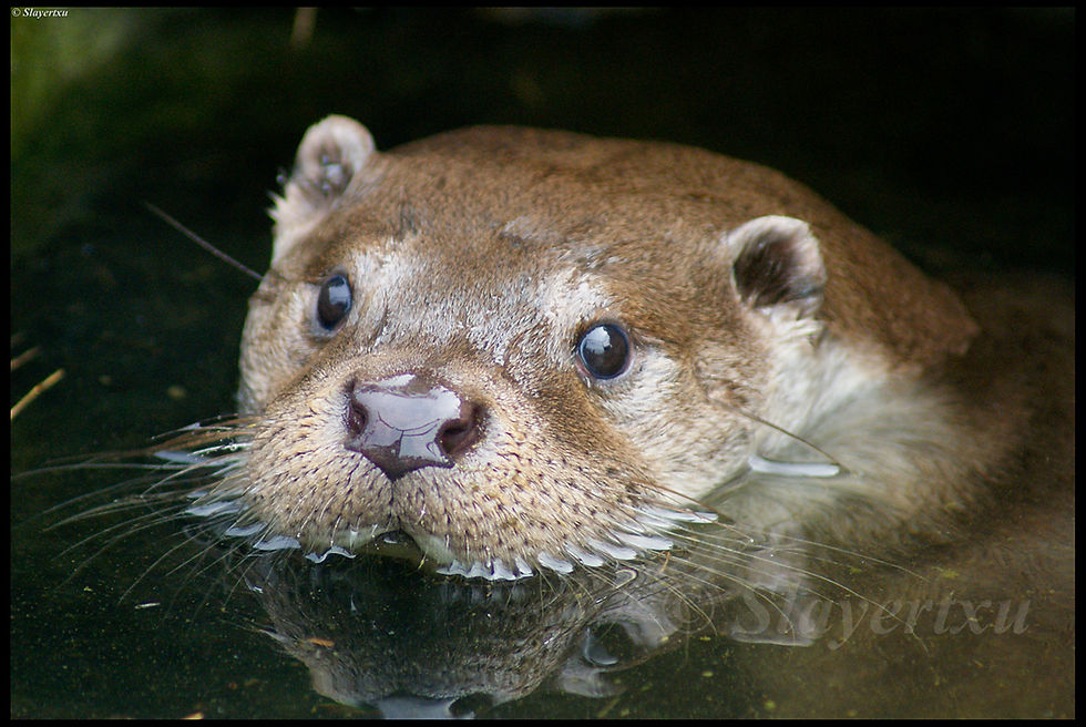 Nutria