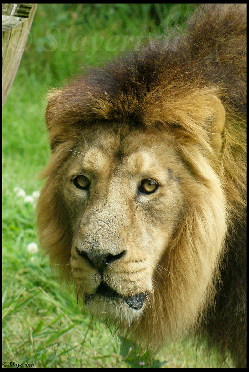 León