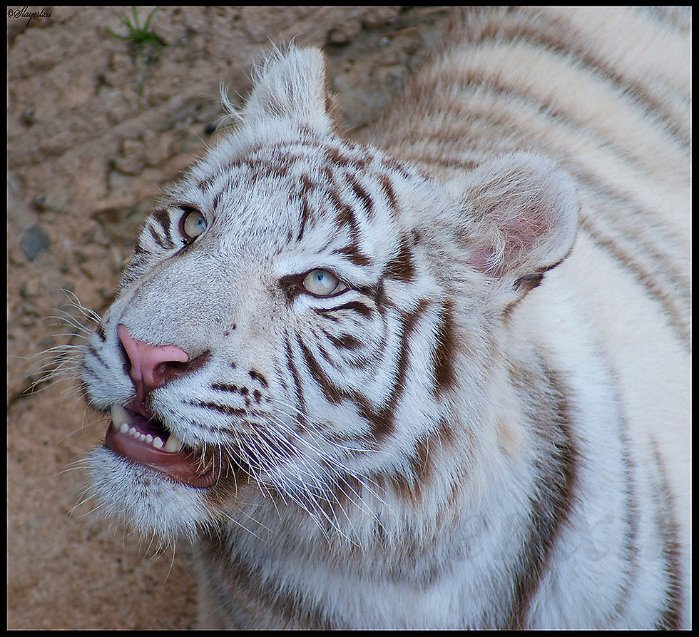 Tigre de Bengala