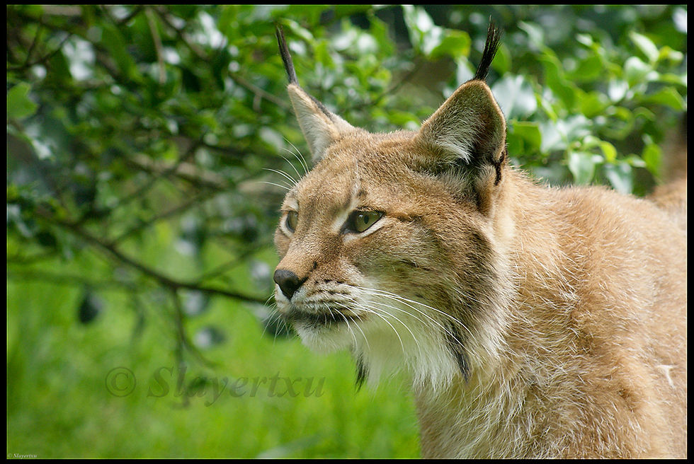 Lince Ibérico