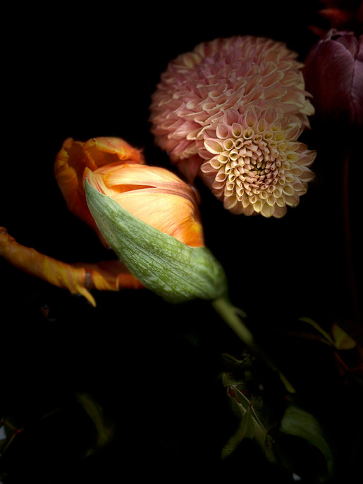 Marigold flowers 5 - 1.jpeg