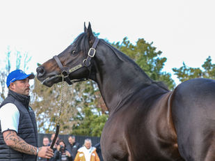 PEDIGREE NOTES: ROYAL MEETING