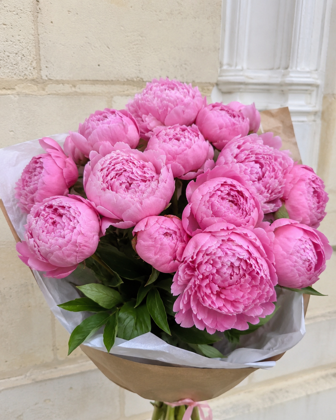 Tendre Pivoine