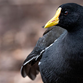February Online Nature Meeting