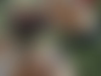 Le Frittole: piatto tipico della gastronomia calarese.