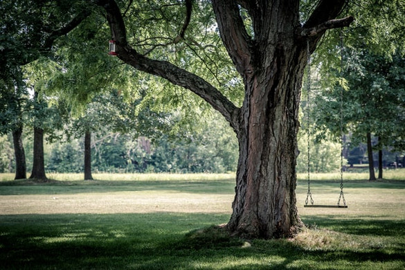 Baum Park Schaukel