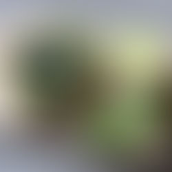 Frühstücksheldin - Heidelbeere