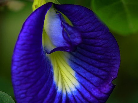 A promissora Clitoria ternatea