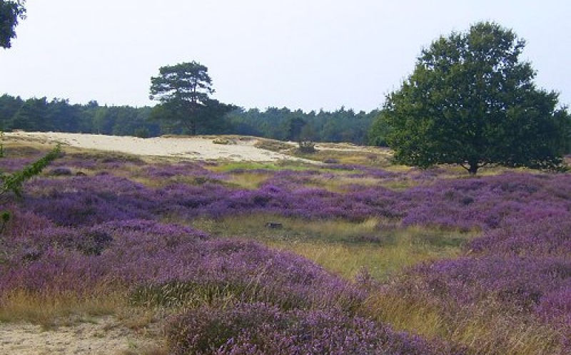 Drouwenerzand.jpg
