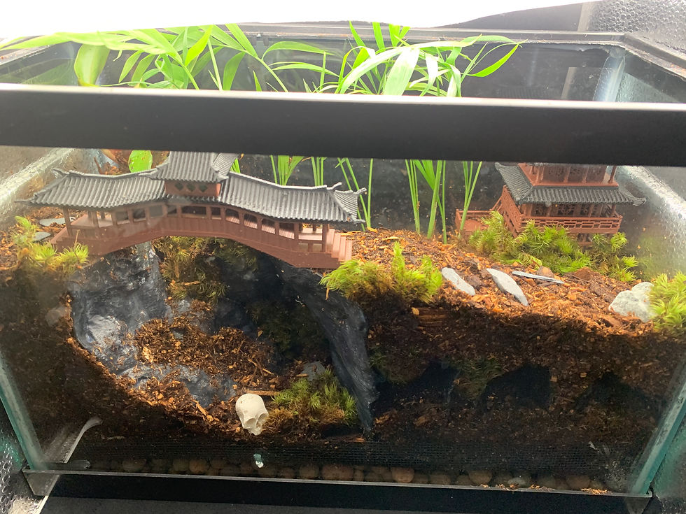Thumbnail: Forest Temple Enclosure - Bioactive (Medium)