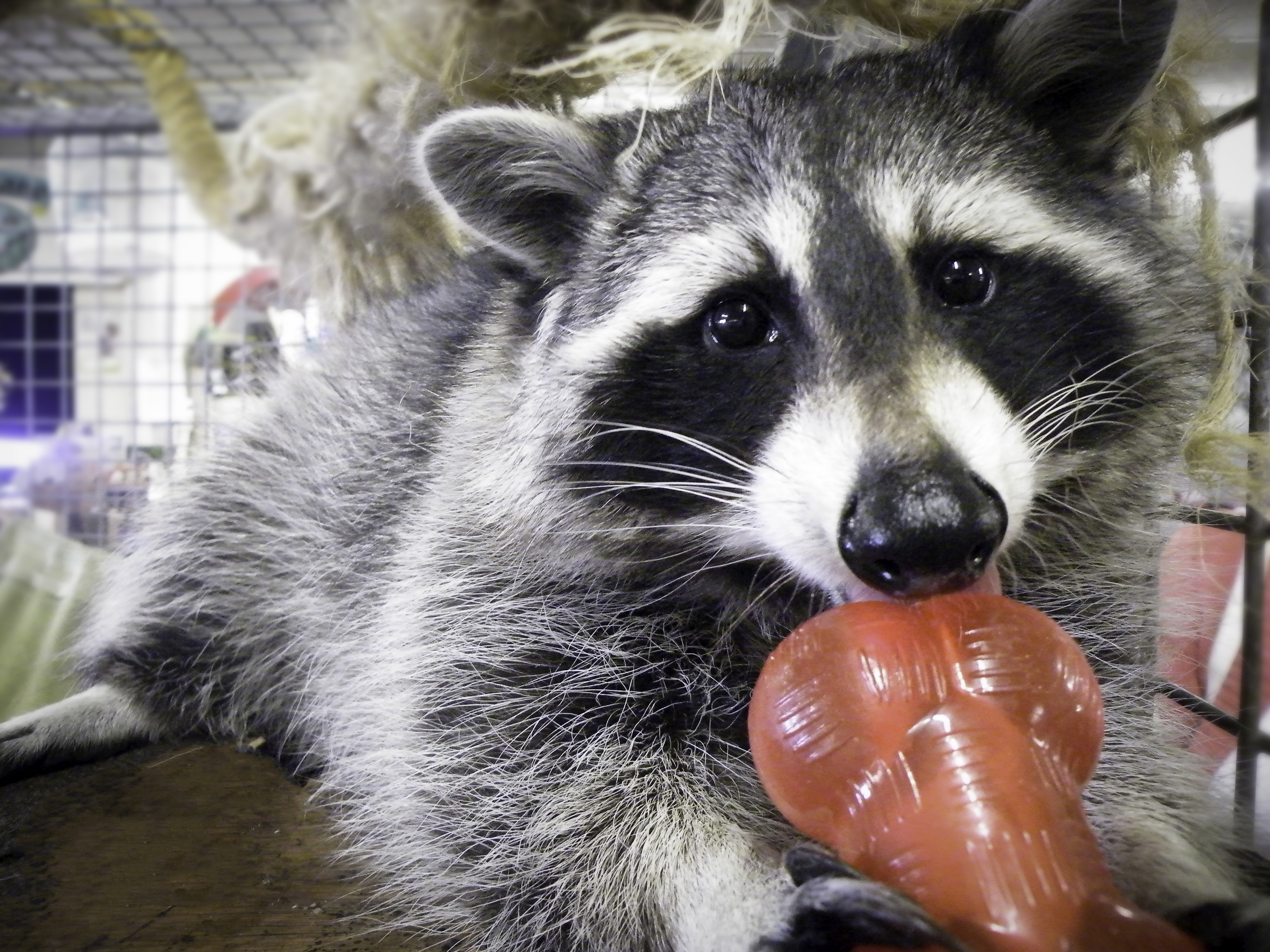 discount pet warehouse