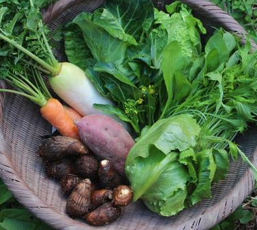 オーガニック　冬の野菜セット