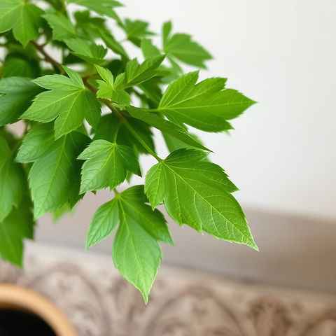 Moringa leaves.jpg