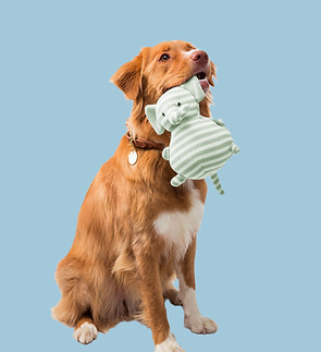 Dog with a Toy_edited.jpg